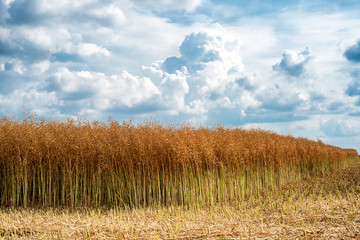 Field of ripe rapeseed against dramatic sky
