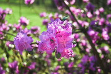 Rhododendron dauricum Bush blooming beautiful purple flowers