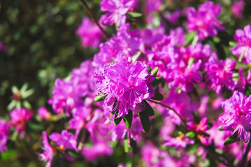 Rhododendron dauricum Bush blooming beautiful purple flowers