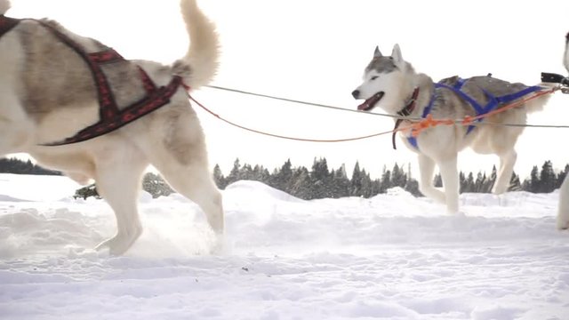 Dogs harnessed by dogs breed Husky pull sled with people, slow motion