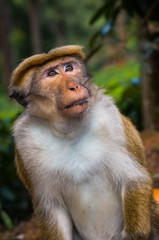 Obraz premium Macaque in Sri Lanka