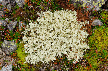 Small lichen bush from tundra with many branches close-up. Other tundra flora around