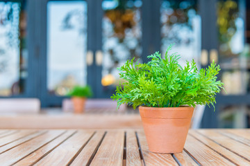 Fototapeta na wymiar Green tree plant in pot on the wooden table decoration