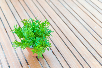 Green tree plant in pot on the wooden table decoration