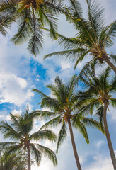 Fototapeta na wymiar Palm Trees and Maui Sky