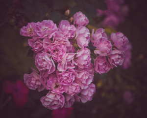 Pink Flowers