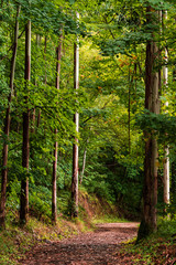path through a Galician forest