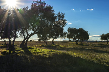 olive trees in the field and blue sky with sunbeams
