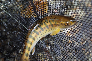 フライフィッシングでゲット