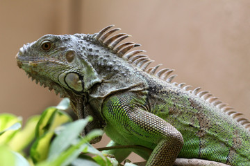 TIERE_3869_gruener_Leguan