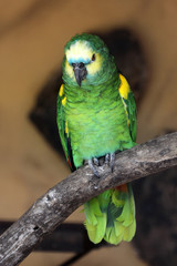 TIERE_3884_Papagei_Amazone_Blaustirnamazone