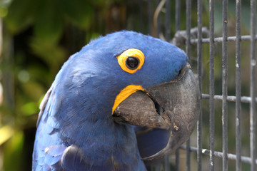 Obraz premium TIERE_3888_Papagei_Ara_Hyazinthara