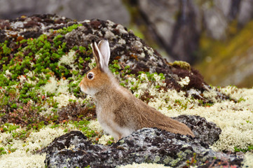 Tundra hare also known as mountain hare in natural habitat. Lepus timidus