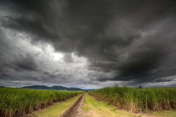 Storm in the cane fields