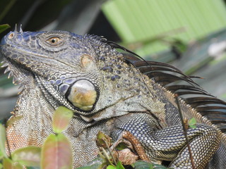 Leguan close up