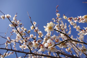青空と梅の花