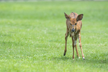 Closeup antelope on green background