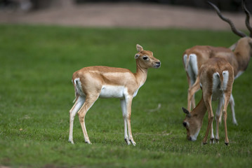 Closeup juvenile antelope on green background