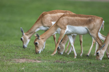 Closeup antelope on green background