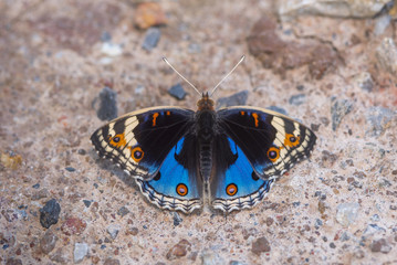 Plakat Blue Pansy beautiful butterfly