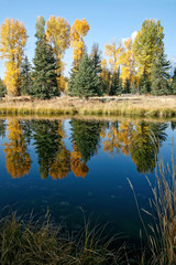 Autumn trees reflected in a beaver pond