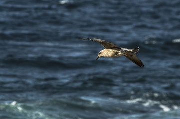 seagull flying over the sea