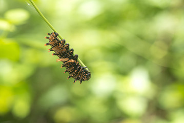 Caterpillar,Butterfly life cycles