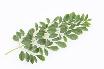 Moringa nutritional plant - Moringa oleifera