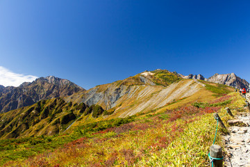 白馬八方尾根の紅葉／白馬五竜岳／長野県白馬村