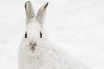 Snowshoe hare close up
