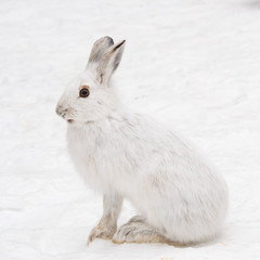 Snowshoe hare in profile © Howard