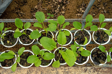 Choy in Greenhouse Hydroponics farm