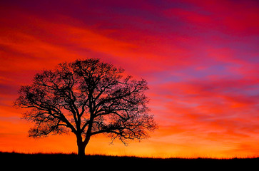 Fototapeta na wymiar Loomis Sunset with Oak