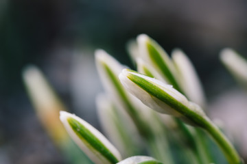 Nice spring snowdrop flowers