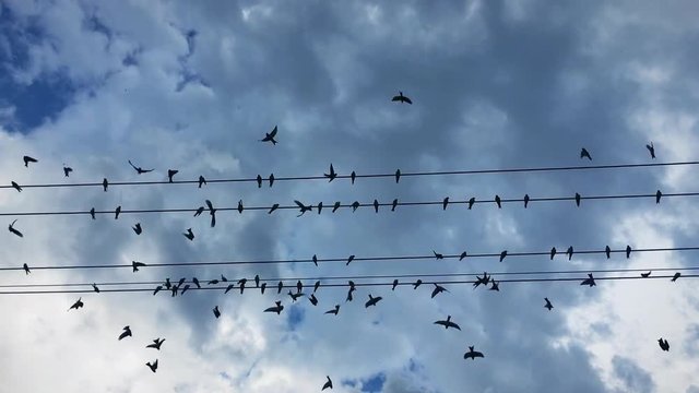 A flock of swallow birds resting on the wires about to take off. Low angle view of swallows taking off against blue skies.
