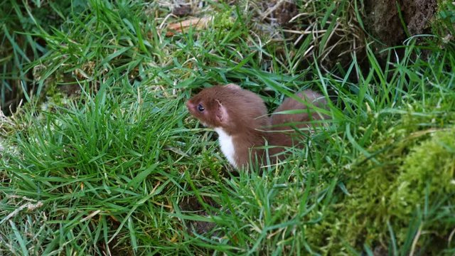 Weasel or Least weasel (mustela nivalis) 