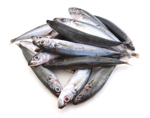 Spanish Mackerel on white background