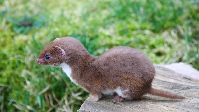 Weasel or Least weasel (mustela nivalis) 
