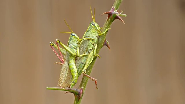 Green Bird Grasshopper - Schistocerca shoshone, mating.