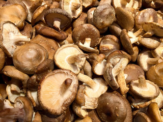 Shiitake mushrooms on display in a produce store