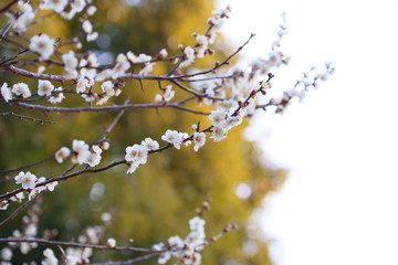 梅、白梅、春、満開