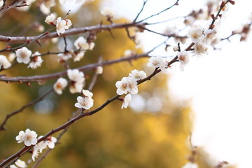 梅、白梅、春、満開
