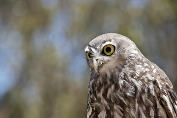 barking owl