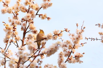 梅の花、メジロ、朝日