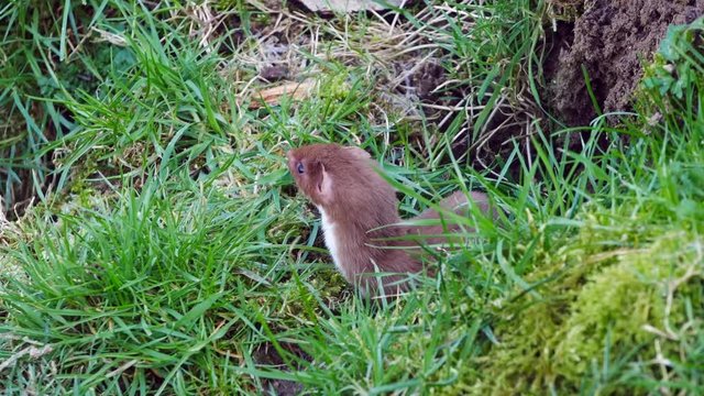 Weasel or Least weasel (mustela nivalis) 