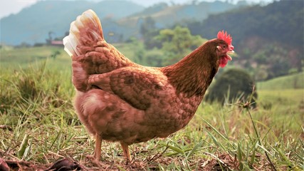 Gallina Ponedora