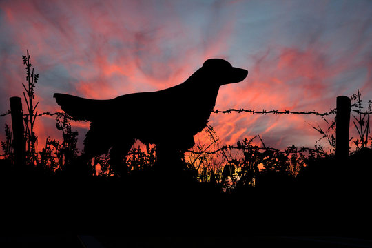 Majestic Hunting Dog in the Field Sill Hunting as the Sun Goes Down.