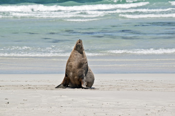 sea lion