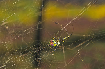 The spider