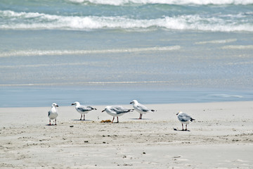 sea gulls